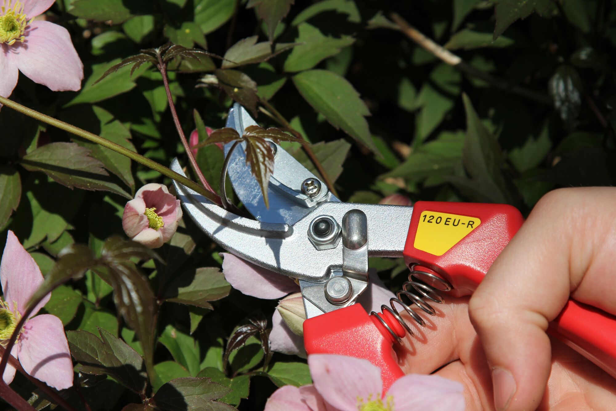 ARS Tools Rose pruning shears | 210 mm | Cut & Hold | 2garden